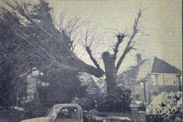 Problems with a tree in Haywards Heath 1963