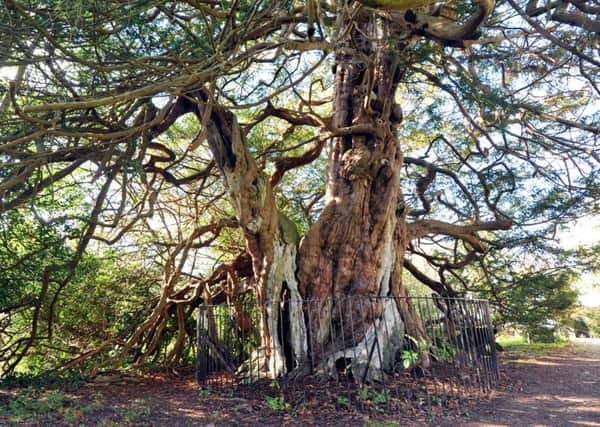 14/11/12- The ancient Yew tree in Crowhurst church yard, Sussex.  It is thought ot be approximately 1,300 years old ENGSUS00120121114130051
