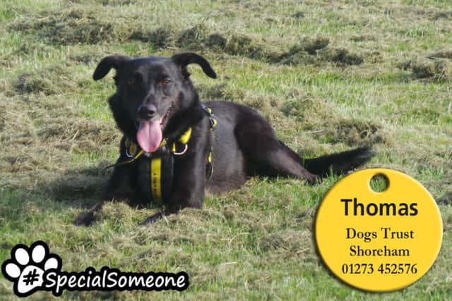 Thomas arrived at Dogs Trust without any history