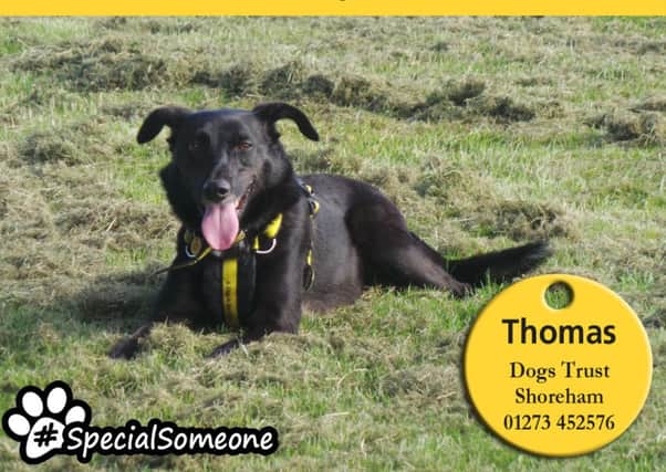Thomas arrived at Dogs Trust without any history