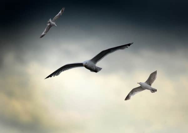 Increasing numbers of gulls over Horsham. Photo: Steve Robards