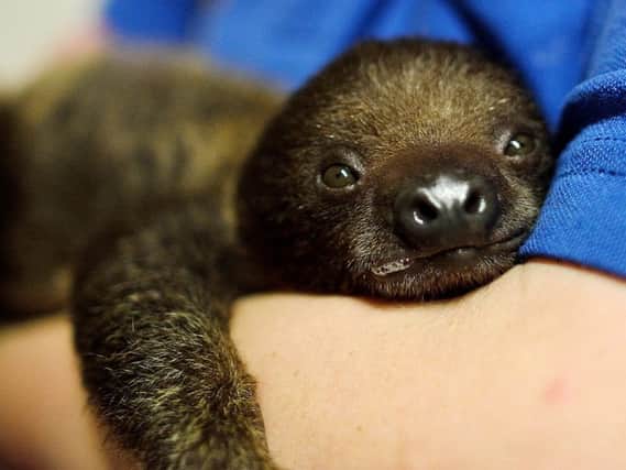 Rare baby sloth at Drusillas Park
