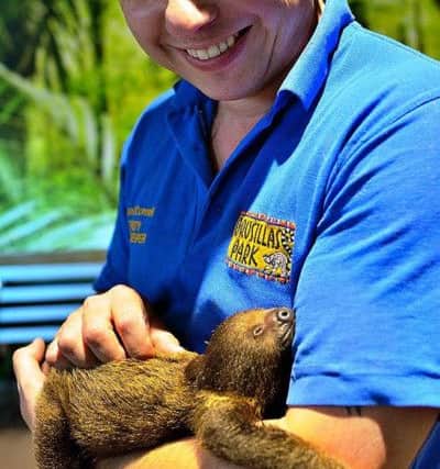 Rare baby sloth at Drusillas Park SUS-160730-112554001