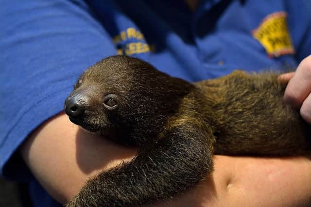 Rare baby sloth at Drusillas Park SUS-160730-112622001