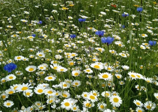Wild flowers in the grounds