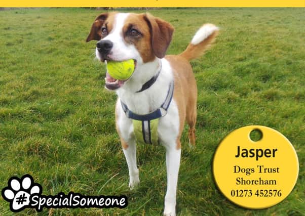 Jasper is a smart cookie and loves learning new things in return for a tasty treat
