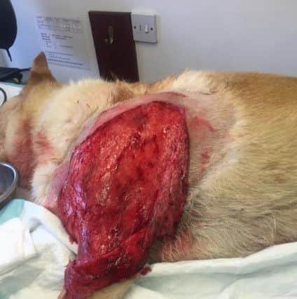 Some of the dog's injuries. Images kindly supplied by Priors Leaze Veterinary Centre, Nutbourne