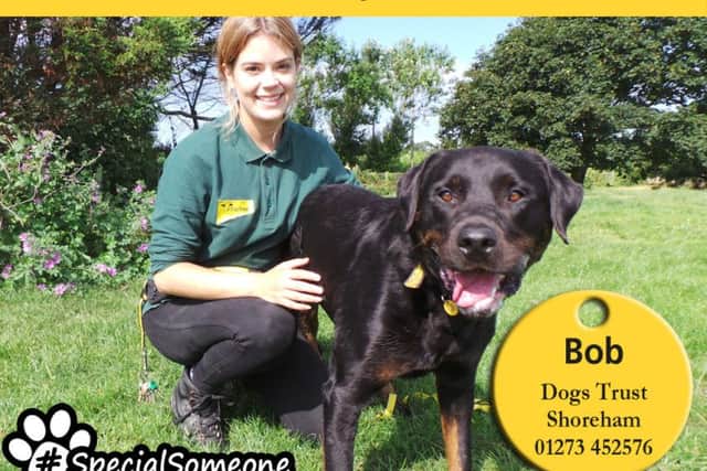 Male rottweiler Bob is looking for a quiet adult home