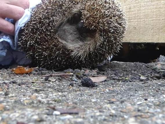 Wildlife rescuers helped free an injured hedgehog after it became trapped under a fence panel