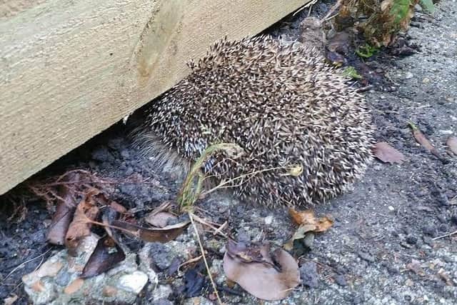 The hedgehog's head became trapped under a gap in a wooden fence