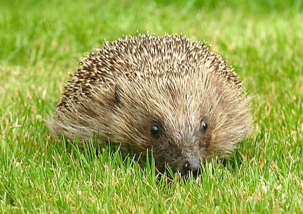 Logging roadkill has helped hedgehog conservation