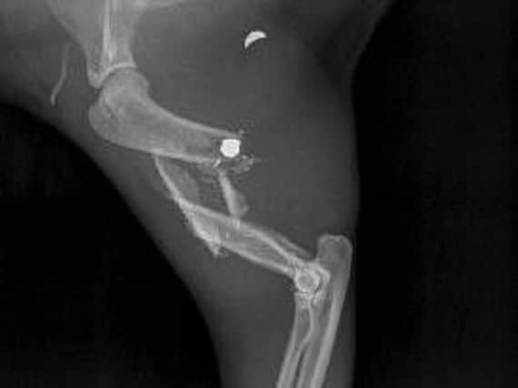 X-rays show where the pellet entered Gizmo's leg