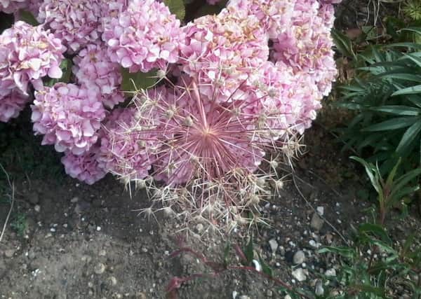 Shirley Paver is looking for help identifying this unsual flower head, which has appeared in her garden below. Can you help?