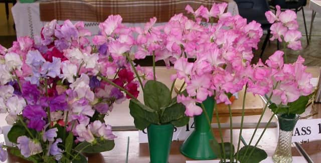 Stunning sweet peas at East Preston and Kingston Horticultural Society's annual flower show