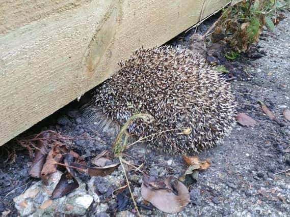 The hedgehog rescued from a fence in Ringmer
