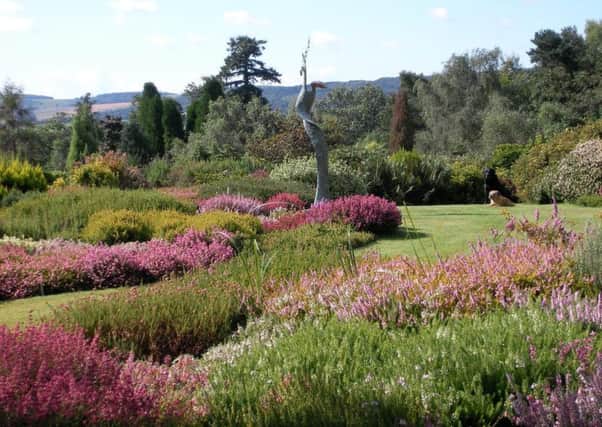Champs Hill gardens feature over 400 different heathers