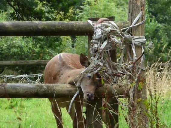 WRAS volunteers freed a deer from an electric fence in High Hurstwood at the weekend