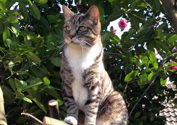 Gizmo ... missing from his Horsham home SUS-160822-131439001