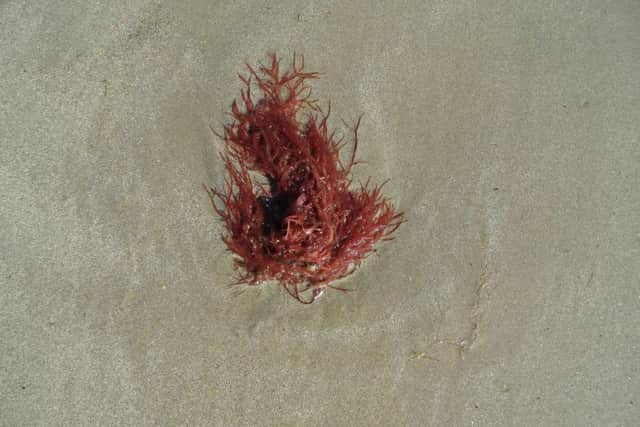 Beadlet anemone. Picture: Friends of Shoreham Beach