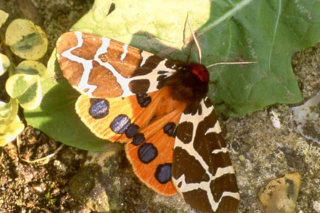 Garden Tiger Moth. Picture: Friends of Shoreham Beach