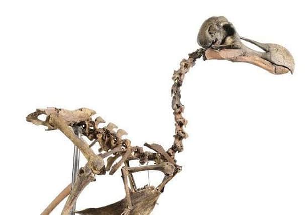 Dodo skeleton SUS-160824-163843001