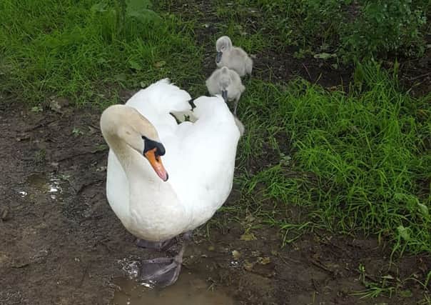 The swan with its cygnets at Ditchling Common. Photo by Jacqueline Joanne Joy.