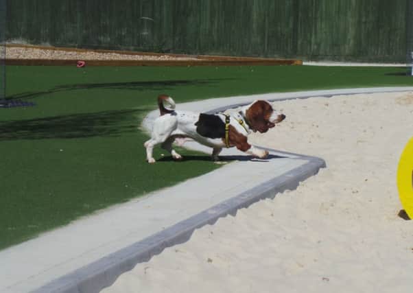 New playground at Dogs Trust in Shoreham