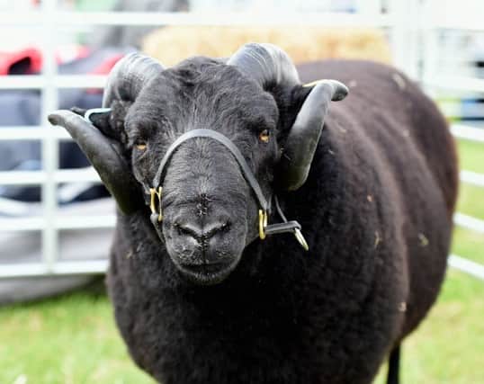 The popular sheep fair and festival is being held on Nepcote Green and has something for everyone. Picture: Liz Pearce