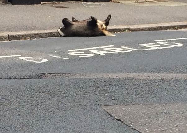 A dead badger blocking a disabled bay on Amherst Road. Photo by Geraldine Jenkins SUS-160831-164659001