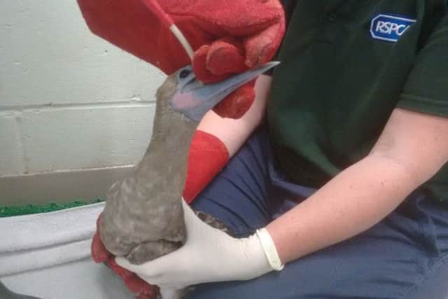 Red-footed booby. Photo courtesy of the RSPCA. SUS-160509-172950001
