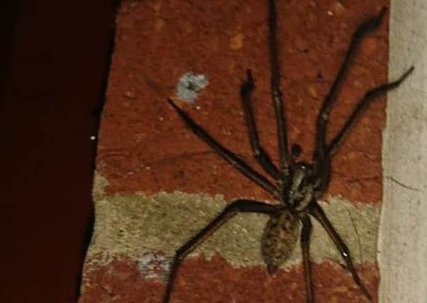 The time for spiders to come out of hiding