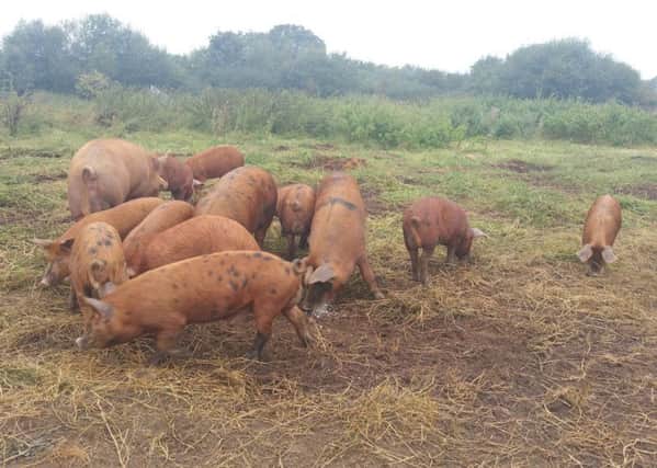 Crawley Police chased a group of pigs which held up traffic on the M23. Photo by Crawley Police