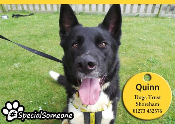 Quinn can be shy around new people so is looking for a home with teens aged 16-plus