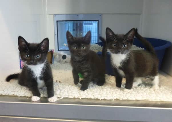 The three kittens that were trapped in a drainpipe SUS-160915-125136001