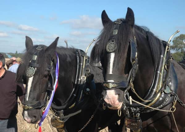 Star attraction at last years show - ploughing horses Major and Tommy with ploughman Derek Hilton. Picture: Jeannie Knight