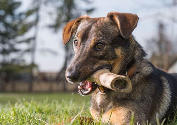 Dont give a dog a bone, vets tell pet owners