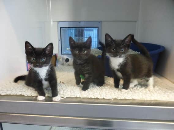 Three kittens are recovering in Chelwood Gate after being rescued from a drainpipe