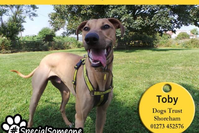 Toby is a one-year-old male lurcher