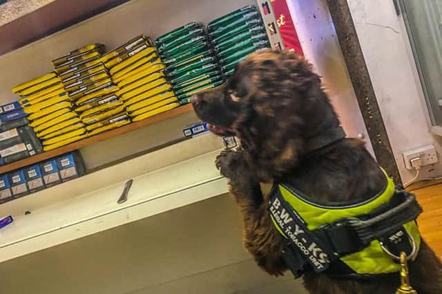 Sniffer dog Yoyo sniffed out illegal tobacco at a shop in Hastings