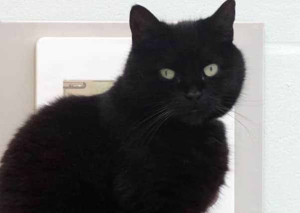 Lucy - one of many black cats looking for a new home this October SUS-160410-123653001