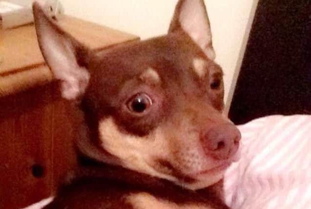 Danielle Cowell's 21-month-oldchihuahua-terriercross Pixie, from Hastings