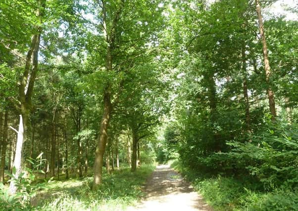 The Oakwood West woodland in West Ashling near Chichester is up for sale.