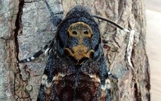 The Deaths Head Hawk-moth is said to be a sign of doom