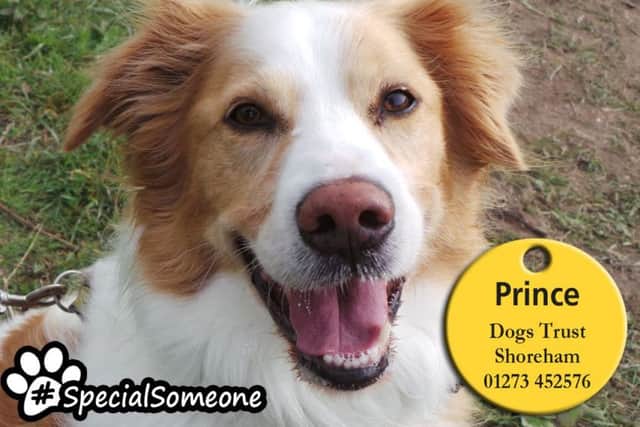 Prince is looking for a quiet home with teens aged 14-plus