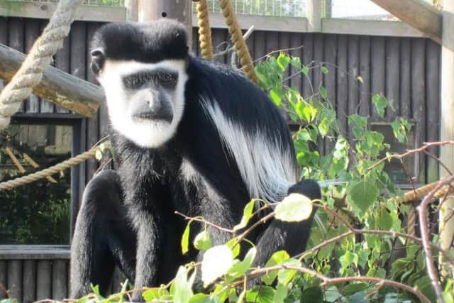Colobus monkeys rely on a leafy diet
