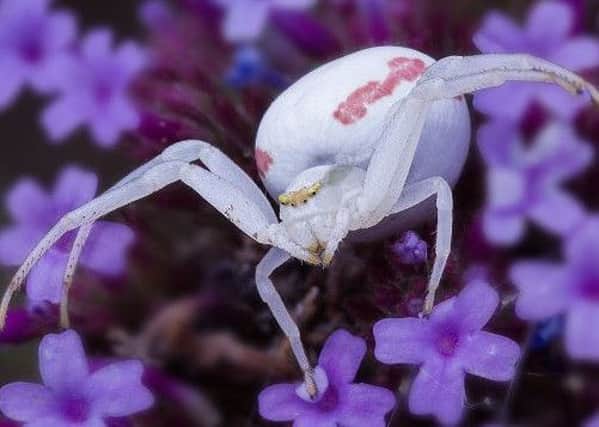 White Crab Spider - Kevin Barrett