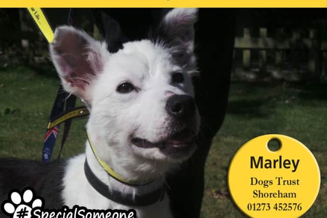 Marley is timid with new people but given time and a gentle approach, becomes more confident