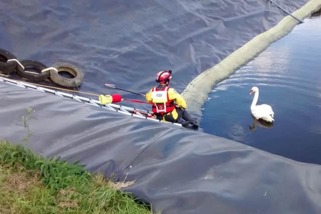 Swan rescued