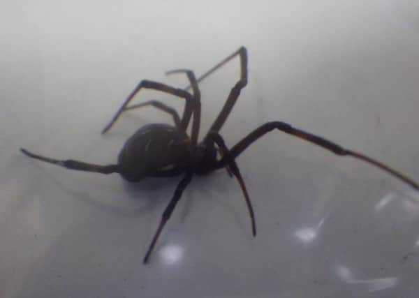 Black widow spiders carry venom that is reported to be 15 times stronger than a rattlesnakes