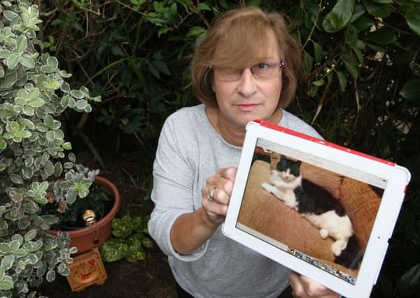 Marian Burgess from Littlehampton with a picture of her cat Shiloh, which died after consuming antifreeze. Marian is pictured next to Shiloh's grave. Photo by Derek Martin